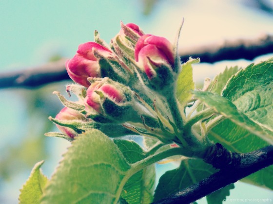Apple blossom May 2013