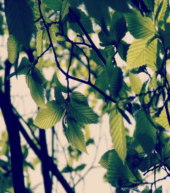 Leaves May 2013